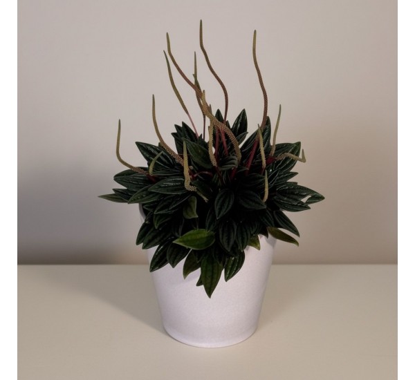 Saksıda Peperomia Rice